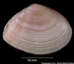 Image result for "tellina Tenuis". Size: 150 x 129. Source: naturalhistory.museumwales.ac.uk