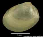 Image result for Nucula hanleyi Klasse. Size: 150 x 130. Source: naturalhistory.museumwales.ac.uk