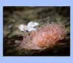 Image result for "hero Formosa". Size: 130 x 130. Source: www.seawater.no