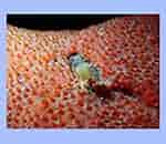 Image result for "hymedesmia Jecusculum". Size: 130 x 130. Source: www.seawater.no