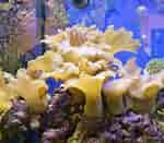 Afbeeldingsresultaten voor Cabbage Leather Coral. Grootte: 150 x 131. Bron: saltwatercoraltank.com