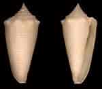 Afbeeldingsresultaten voor "phyllopus Helgae". Grootte: 150 x 131. Bron: park.org