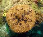 Afbeeldingsresultaten voor Ircinia felix. Grootte: 150 x 131. Bron: spongeguide.uncw.edu