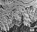 Afbeeldingsresultaten voor "pterosagitta Draco". Grootte: 150 x 131. Bron: www.researchgate.net