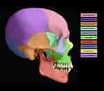 Image result for "craniella Cranium". Size: 150 x 131. Source: learnmuscles.com