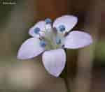 Image result for "gilia Reticulata". Size: 150 x 132. Source: gobotany.newenglandwild.org
