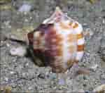 Image result for "cassis Flammea". Size: 150 x 132. Source: www.jaxshells.org