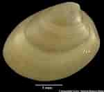 Image result for Nucula hanleyi Klasse. Size: 150 x 133. Source: naturalhistory.museumwales.ac.uk