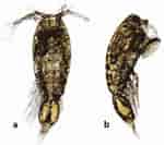 Image result for "oncaea Curvata". Size: 150 x 133. Source: copepodes.obs-banyuls.fr