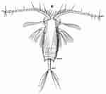 Afbeeldingsresultaten voor Aetideus divergens Geslacht. Grootte: 150 x 133. Bron: crownrutor598.weebly.com