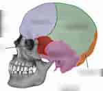 Image result for "craniella Cranium". Size: 150 x 133. Source: quizlet.com