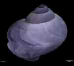 Afbeeldingsresultaten voor Janthina exigua Anatomie. Grootte: 150 x 134. Bron: sio-legacy.ucsd.edu