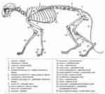 Image result for manteldieren Anatomie. Size: 150 x 134. Source: www.pinterest.es