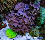 Afbeeldingsresultaten voor Cabbage Leather Coral. Grootte: 150 x 135. Bron: reefbuilders.com