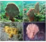 Image result for Clathria Clathria coralloides Stam. Size: 150 x 136. Source: www.researchgate.net