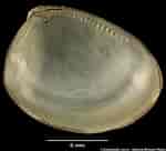 Image result for Nucula hanleyi Klasse. Size: 150 x 136. Source: naturalhistory.museumwales.ac.uk