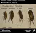 Image result for "pseudochirella Pustulifera". Size: 150 x 136. Source: www.st.nmfs.noaa.gov
