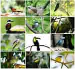 mida de Resultat d'imatges per a Aves Collage.: 150 x 137. Font: depositphotos.com