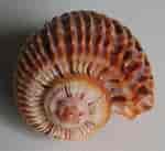 Image result for "campylaspis Costata". Size: 150 x 137. Source: www.shells.cz