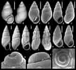 Afbeeldingsresultaten voor Hydrobiidae. Grootte: 150 x 138. Bron: www.researchgate.net
