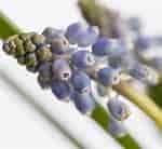 Image result for Blauwe druif. Size: 150 x 138. Source: www.flowerfactor.nl