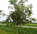 Afbeeldingsresultaten voor Zwarte walnootboom. Grootte: 150 x 138. Bron: www.denootsaeck.com