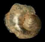 Tamaño de Resultado de imágenes de "atlanta Inclinata".: 150 x 139. Fuente: gastropods.com