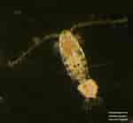 Image result for "pseudodiaptomus Gracilis". Size: 150 x 139. Source: ices-library.figshare.com