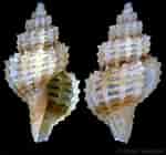 Image result for "raphitoma Linearis". Size: 150 x 140. Source: www.gastropods.com