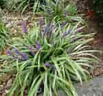 Image result for Liriope muscari. Size: 150 x 140. Source: www.pinterest.com