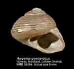 Image result for "margarites Groenlandicus". Size: 150 x 140. Source: www.nmr-pics.nl