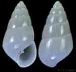 Image result for "pseudocuma Gilsoni". Size: 150 x 141. Source: www.gastropods.com