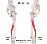 Afbeeldingsresultaten voor Musculus Gracilis. Grootte: 150 x 141. Bron: bodyworksprime.com