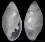 Image result for Auriculinella. Size: 150 x 142. Source: www.gastropods.com