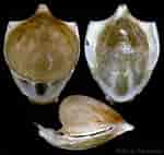 Afbeeldingsresultaten voor "cavolinia tridentata Australis". Grootte: 150 x 142. Bron: www.conchology.be