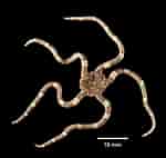 Image result for Ophiodermella inermis. Size: 150 x 142. Source: www.marinespecies.org