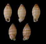Image result for "pseudochirella Obesa". Size: 150 x 144. Source: bishogai.com