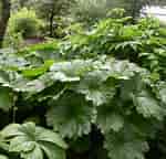 Image result for Darmera peltata native Umbrella Plant. Size: 150 x 144. Source: www.pinterest.co.uk