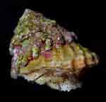 Image result for "astraea Tecta". Size: 150 x 144. Source: tropical-fish-keeping.com