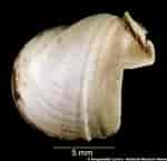 Afbeeldingsresultaten voor "xylophaga Dorsalis". Grootte: 150 x 145. Bron: naturalhistory.museumwales.ac.uk
