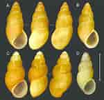 Afbeeldingsresultaten voor "onoba Semicostata". Grootte: 150 x 145. Bron: www.researchgate.net