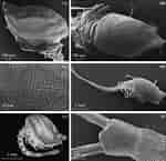 Image result for "campylaspis Verrucosa". Size: 150 x 145. Source: www.researchgate.net