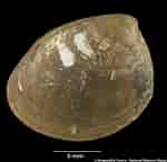 Image result for Nucula hanleyi Klasse. Size: 150 x 146. Source: naturalhistory.museumwales.ac.uk