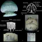 Afbeeldingsresultaten voor Chiropsalmus quadrumanus Anatomie. Grootte: 146 x 146. Bron: www.researchgate.net