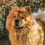 Image result for Chow Chow. Size: 146 x 146. Source: animalia-life.club