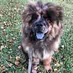 Image result for Chow Chow. Size: 146 x 146. Source: chowchowcommunity.com