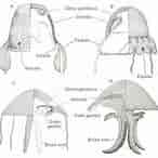 Afbeeldingsresultaten voor Chiropsalmus quadrumanus Anatomie. Grootte: 146 x 146. Bron: www.researchgate.net