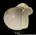 Afbeeldingsresultaten voor "xylophaga Dorsalis". Grootte: 150 x 146. Bron: naturalhistory.museumwales.ac.uk