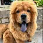 Image result for Chow Chow. Size: 146 x 146. Source: chowchowcommunity.com