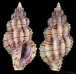 Image result for "raphitoma Linearis". Size: 150 x 147. Source: www.gastropods.com